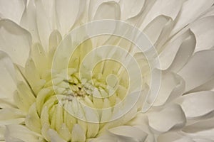 White dahlia flower closeup