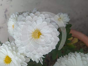 White Dahlia Flower Closeup