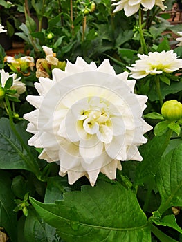 White dahlia flower fibonachi photo