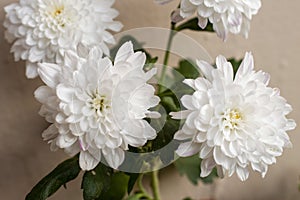 White Dahlia flower in focus