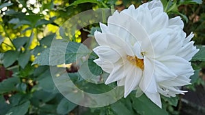 White dahlia flower in the garden with green leaves background.