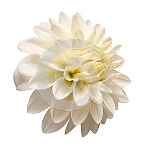 White dahlia flower head isolated on white background