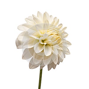 White dahlia flower head isolated on white background