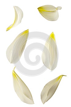 White Dahlia flower petals isolated on white background. Beautiful and elegant flower