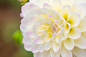 White dahlia flower with rain drops in the garden, soft focus