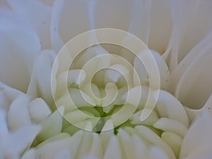 White Dahlia Flower Soft Effect