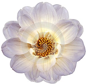 White  dahlia. Flower on a white isolated background with clipping path.  For design.  Closeup.