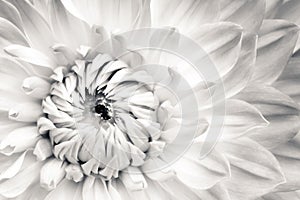 White dahlia fresh flower details macro photography. Black and white photo flower head emphasizing texture high key background photo