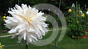 White dahlia Halifax Public Gardens in summer.