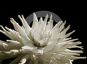 White Dahlia (isolated)