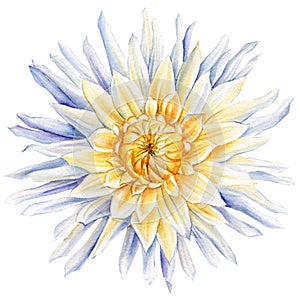 White Dahlia isolated on background. Watercolor flower botanical illustration. Floral artwork.