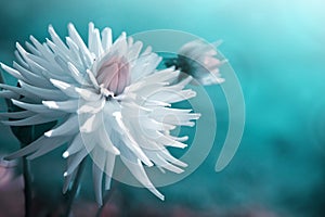 White dahlia isolated on blur green background.