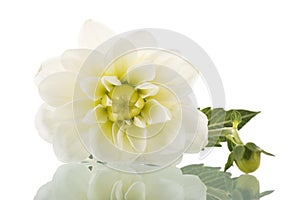 White dahlia isolated