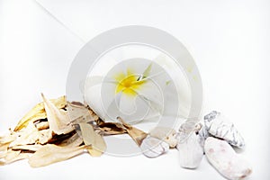 White dahlia isolated on a white background