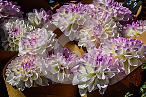 White Dahlia variety Eveline flowering in a garden