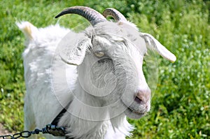 White dairy breed goat on green grass background. Farm concept
