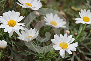 The white daises photo