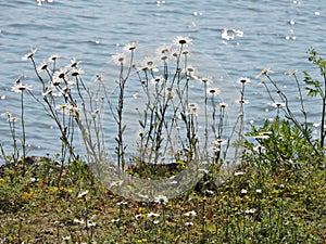 White daises on the coast of Baltic sea on Sveaborg, Finland