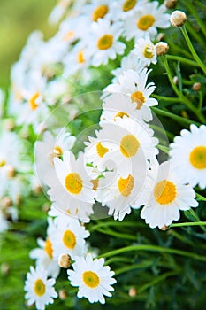 White daisies