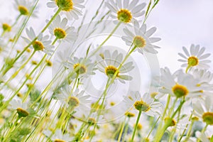 White daisies.