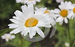 White daisies