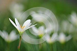 White Daisies