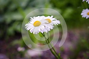 White daisies