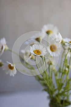 White daisies