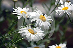 White Daisies