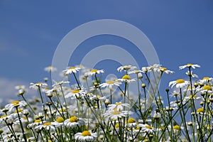 white daisies against a blue sky with clouds