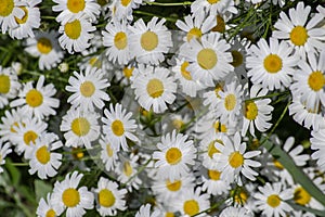 white daisies against a blue sky with clouds