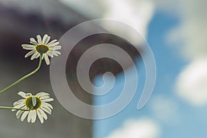 White daisies against the sky