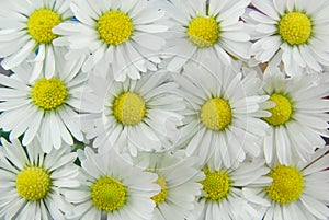 White daisies background