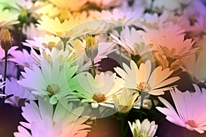 White daisies background