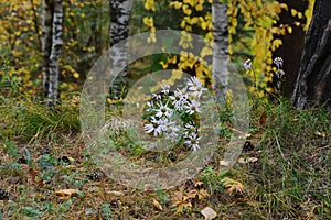 White daisies on the background of birch trees in the autumn forest. Late flowering. Nature of Eastern Siberia.