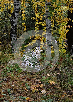 White daisies on the background of birch trees in the autumn forest. Late flowering. Nature of Eastern Siberia.