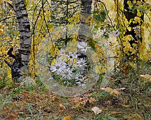 White daisies on the background of birch trees in autumn. Late flowering.