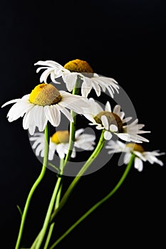 White daisies on a black background