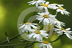 White daisies bloom on a sunny summer day. Beautiful yellow-green floral background of forest flowers. Close-up.