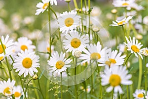 White daisies blooming in a summer sunny meadow