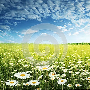 White daisies and blue sky.