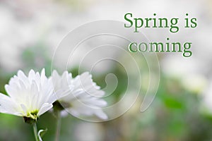 White daisies on a blurred background of spring flowers. A symbol of purity and innocence of the coming spring. The