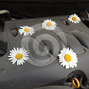 White daisies on a car engine