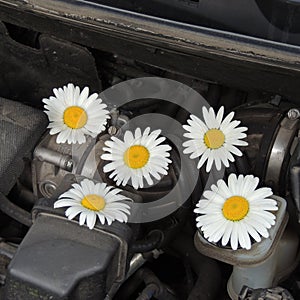 White daisies on a car engine