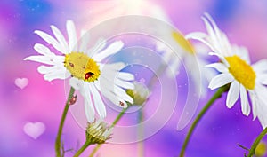 White daisies and crawling ladybugs in sunlight .Beauty natural background in blue and pink tones with soft focus.