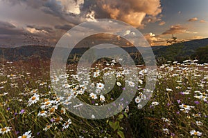 White daisies field on sunset sky background