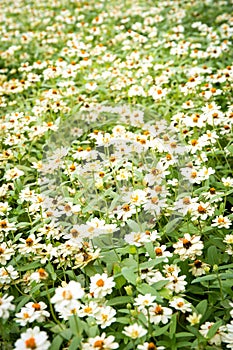 White daisies flower background