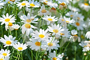 White daisies flowers in the garden