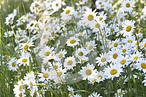 White daisies flowers meadow