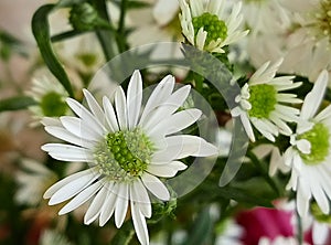 White daisies fresh cut flowers photos